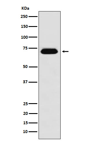 WB - NUP62 Antibody AP92630